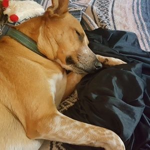 Meet your Posher, Ronnie